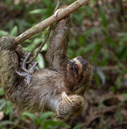 Hoje é o Dia da Preguiça! Conheça 6 curiosidades sobre estes animais tão peculiares quanto fascinantes