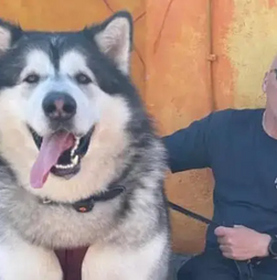 Este é o Mal. Tem 5 anos, é um malamute do Alasca... e já pesa 82 quilos