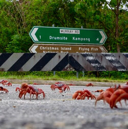 Impressionante: milhões de caranguejos vermelhos obrigam a cortar estradas em ilha australiana