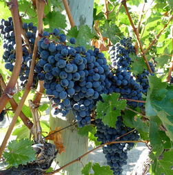Um vinho para o fim de semana: Clarete, um perfil camaleónico