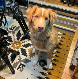 Indy está a dar que falar com 'Good Boy', o filme de terror do momento. Tanto que este patudo já 'escreveu' uma carta a reclamar um Óscar para animais atores