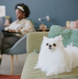 Vive num apartamento, mas gostava de ter um cão? Estas 5 raças adaptam-se a casas mais pequenas