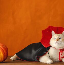 Costuma disfarçar o seu animal no Halloween? 5 cuidados que deve ter para mantê-lo em segurança