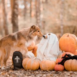 Sinais de mau presságio ou apenas superstição? Há 7 animais que são associados ao Halloween... e há um motivo para isso