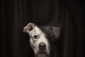 Cão em retrato dramático vence concurso de fotografia de animais de estimação 2025