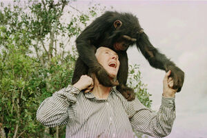 Jane Goodall com chimpanzé