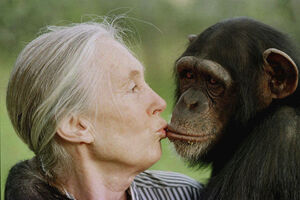 Jane Goodall com chimpanzé