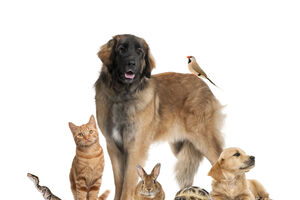 Hoje é o Dia Mundial do Animal. Fique com 5 ideias para comemorar este dia com os seus pets