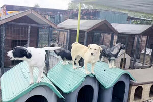 Campanhas de adoção de cães 'invadem' a Turquia no Dia Mundial dos Animai