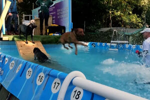 Aulas de natação caninas fazem sucesso no Reino Unido 
