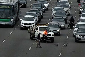 Família de patos pára trânsito em autoestrada australiana