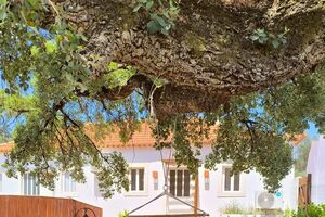 Um jardim tranquilo com uma casa branca ao fundo e uma rede pendurada numa árvore