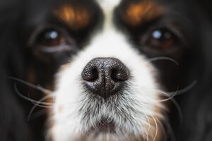 O nariz do cão está quase sempre húmido. E há uma razão para isso
