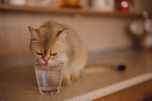 O seu gato não quer beber água? Temos algumas dicas que podem ajudar