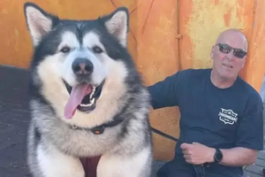 Este é o Mal. Tem 5 anos, é um malamute do Alasca... e já pesa 82 quilos!