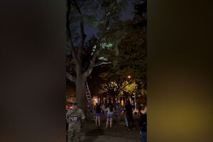 Militares da Guarda Nacional dos EUA tentam resgatar gato preso em árvore 