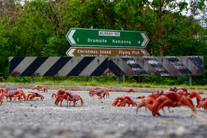 Impressionante: milhões de caranguejos vermelhos obrigam a cortar estradas em ilha australiana