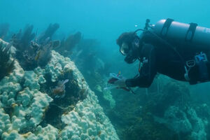 Corais da Flórida poderão estar “funcionalmente extintos” após onda inédita de calor marinho de 2023 