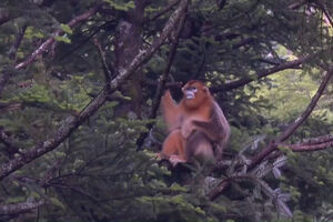 Macaco que estava criticamente em perigo de extinção regista recuperação populacional promissora