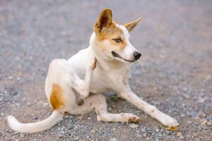 Queda de pelo anormal? O seu cão ou gato pode estar a sofrer de alopécia