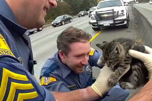 Imagens emocionantes mostram momento em que polícia resgata gato bebé preso em separador de autoestrada nos EUA