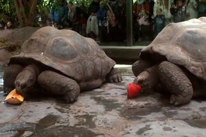 Hipopótamos e tartarugas comemoram também o Halloween com... abóboras