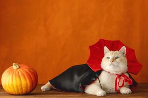 Gato veste disfarce de Halloween com abóbora