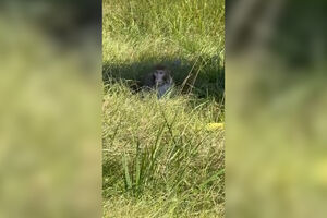 Macacos destinados a investigação científica escapam de camião capotado em autoestrada nos EUA