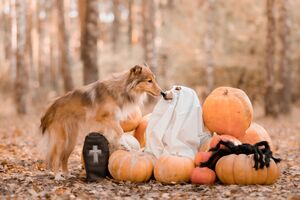 Os sapos causam verrugas? Os gatos pretos dão azar? Conheça 8 mitos animais associados ao Halloween