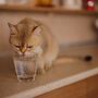 O seu gato não quer beber água? Estas dicas vão ajudá-lo a convencer o seu patudo a hidratar-se