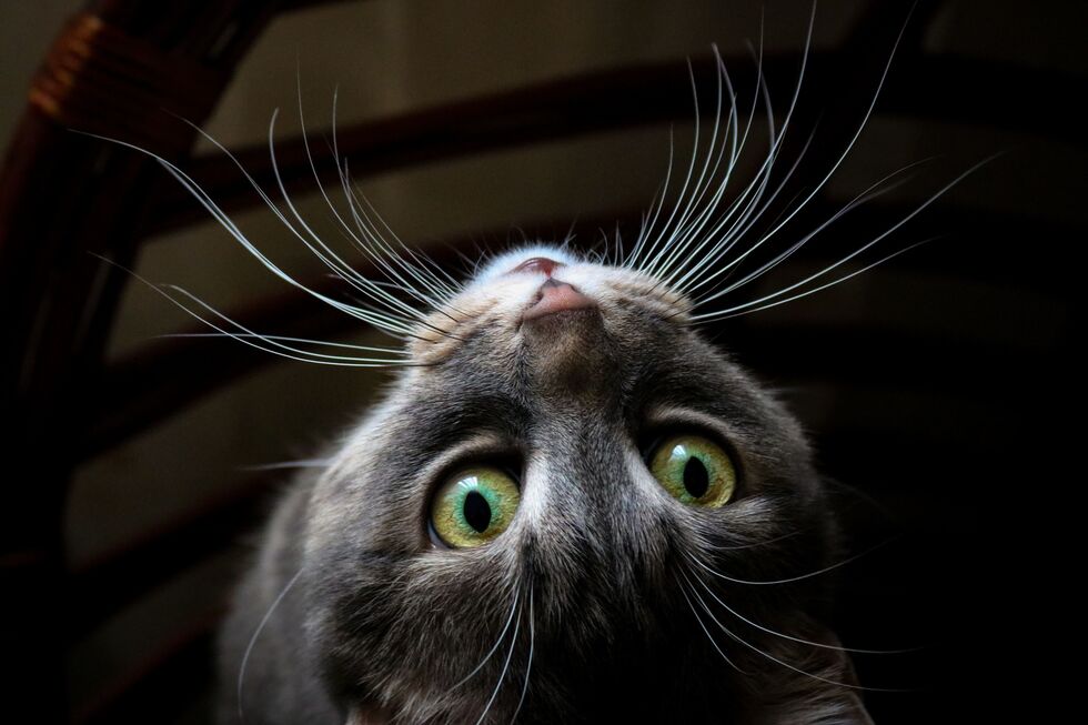 Para que servem, afinal, os bigodes dos gatos? Nós contamos-lhe tudo!