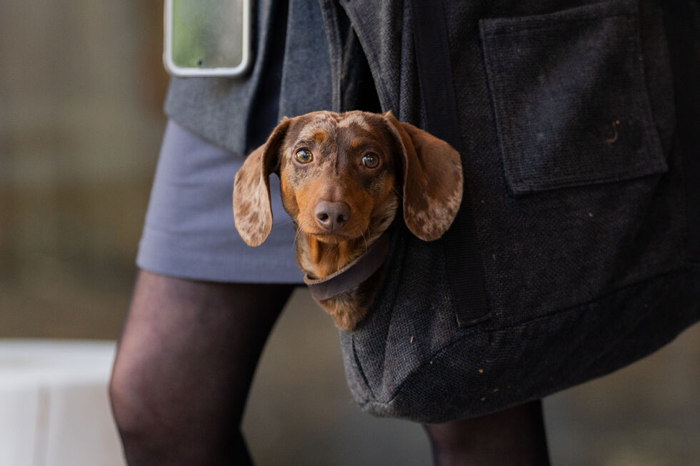 O Dia Mundial do Animal celebra-se este sábado, 4 de outubro