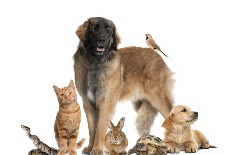 Hoje é o Dia Mundial do Animal. Fique com 5 ideias para comemorar este dia com os seus pets