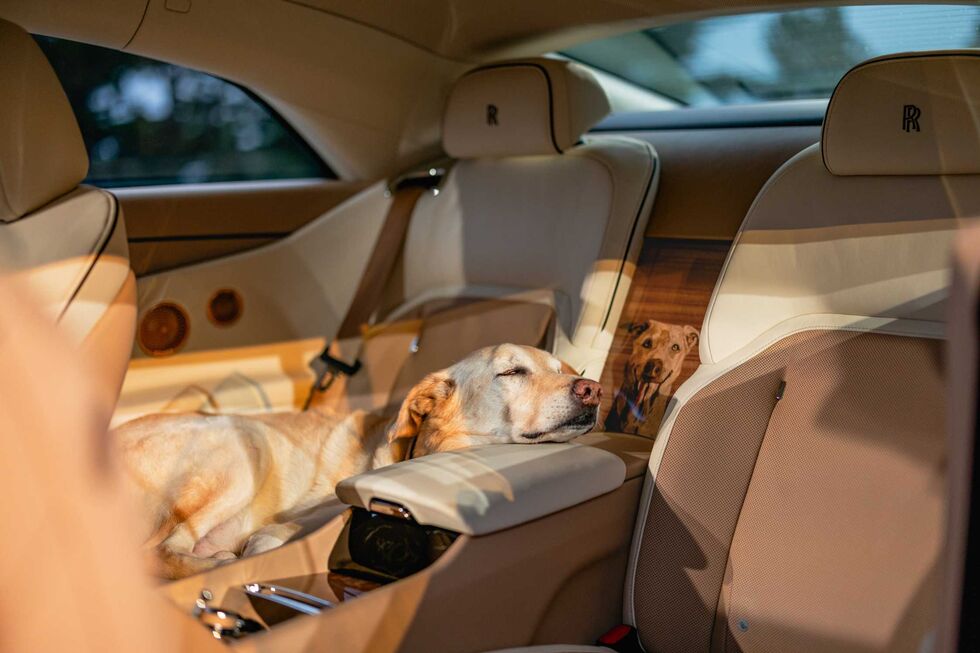 Este é o Bailey, o cão que inspirou o novo carro da Rolls-Royce