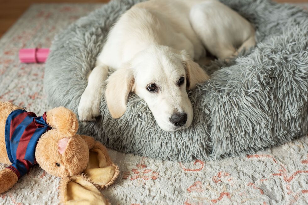 Chegou a hora de deitar e o seu cão começa a dar voltas? Há uma explicação