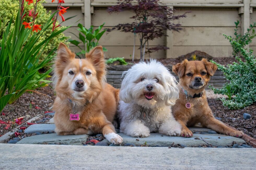 Será mesmo que 1 ano humano, equivale a 7 anos num cão? Vamos desvendar este mito!