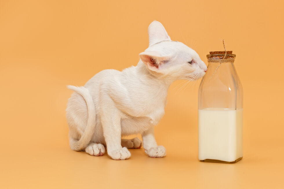 Os gatos bebem leite? Os peixes têm pouca memória? Hoje desvendamos 4 mitos associados a animais