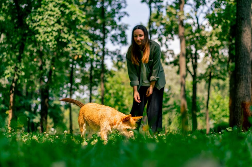 Se gosta de passeios pela natureza com o patudo, este guia é para si
