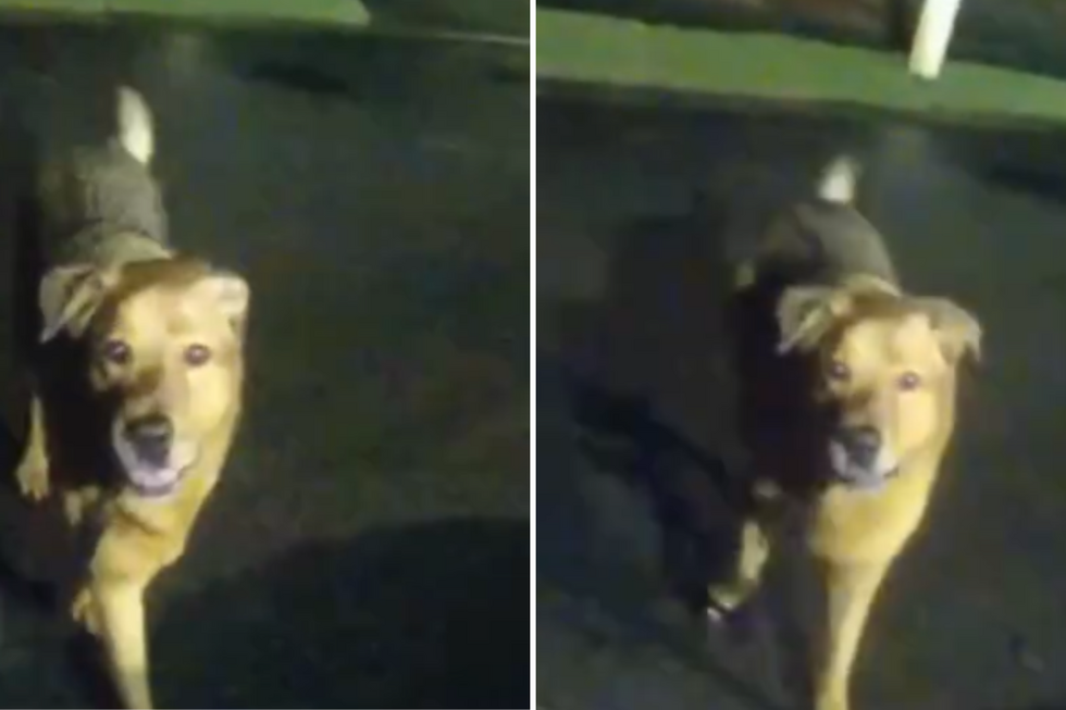 Eeyore, o cão que salvou a 'avó' de 86 anos após uma queda