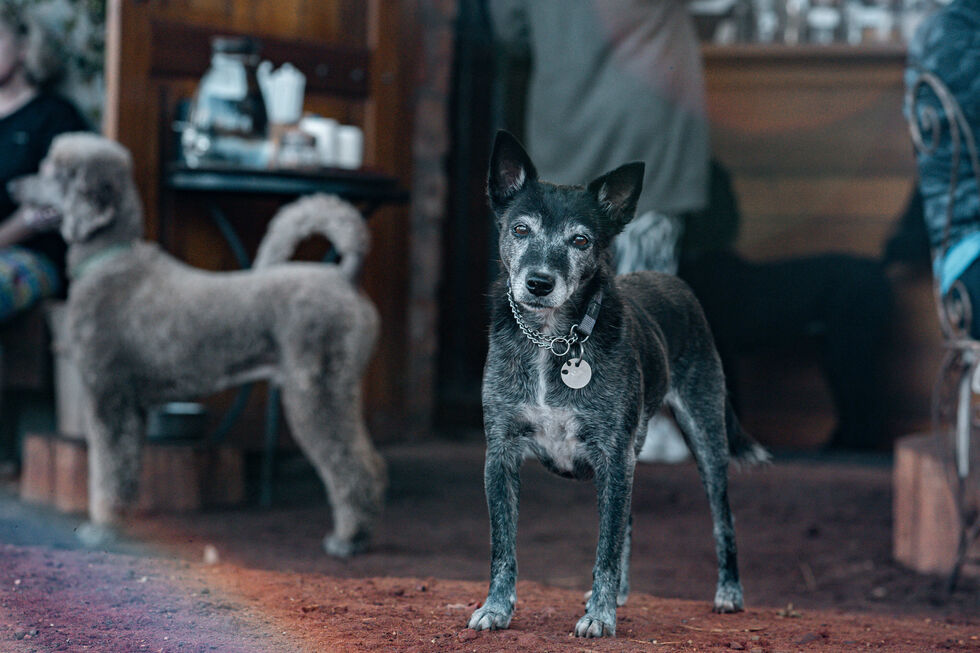 O tempo húmido pede cuidados extra com as articulações do seu pet. Eis o que pode fazer