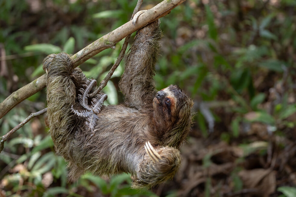 Hoje é o Dia da Preguiça! Conheça 6 curiosidades sobre estes animais tão peculiares