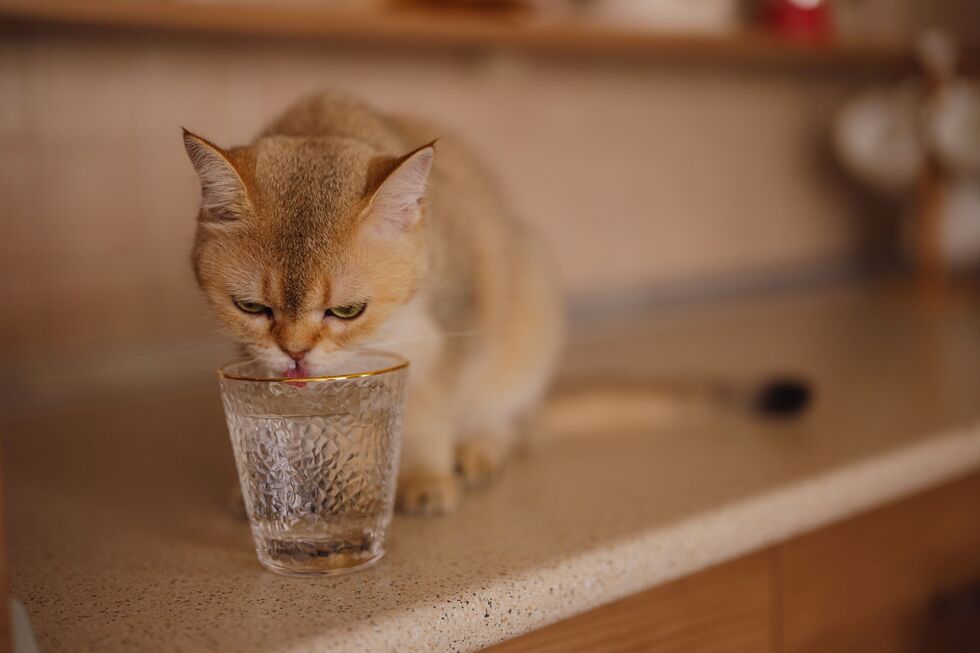 O seu gato não quer beber água? Temos algumas dicas que podem ajudar