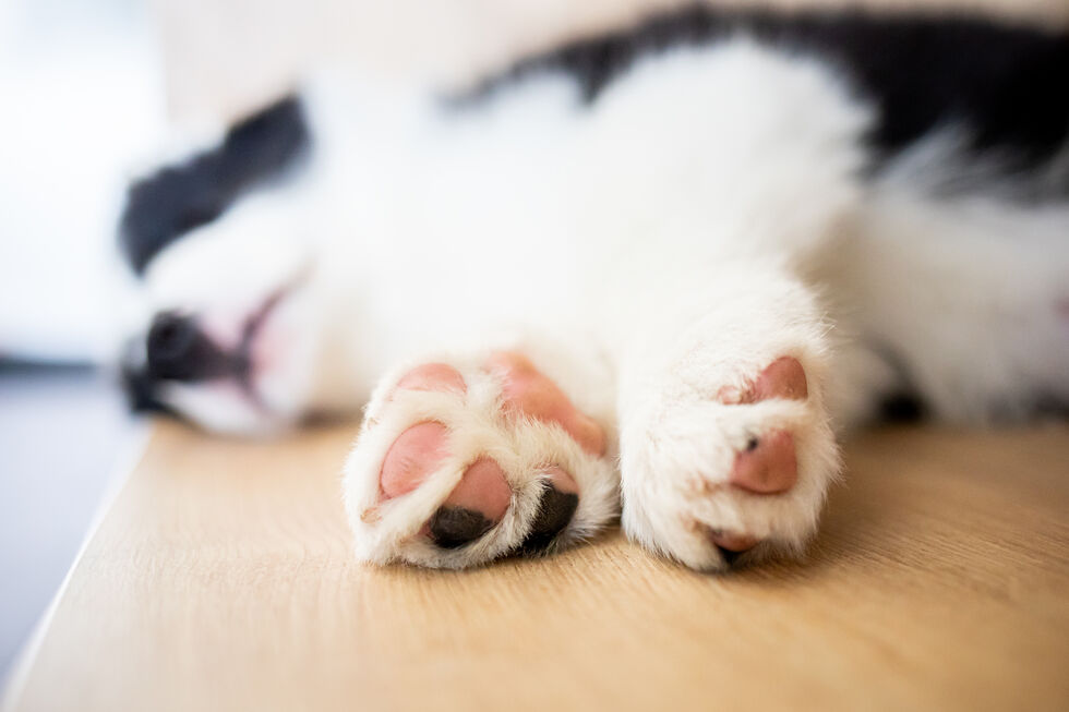 Fofas, macias e super importantes. Fique com 5 curiosidades sobre as 'almofadinhas' de cães e gatos