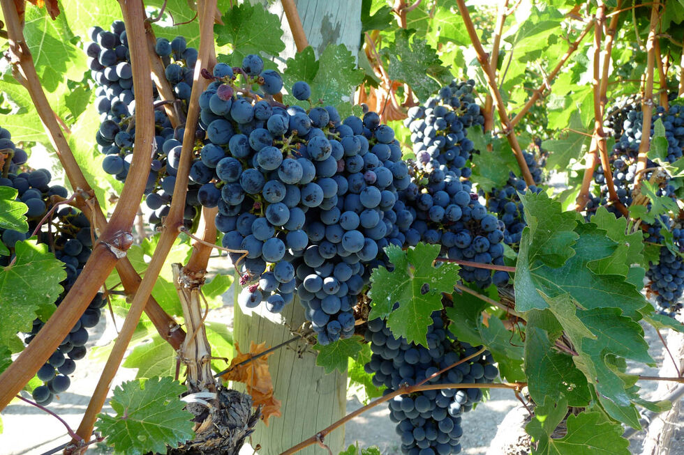 A produção mundial de vinho recupera, mas Portugal está em quebra devido ao clima