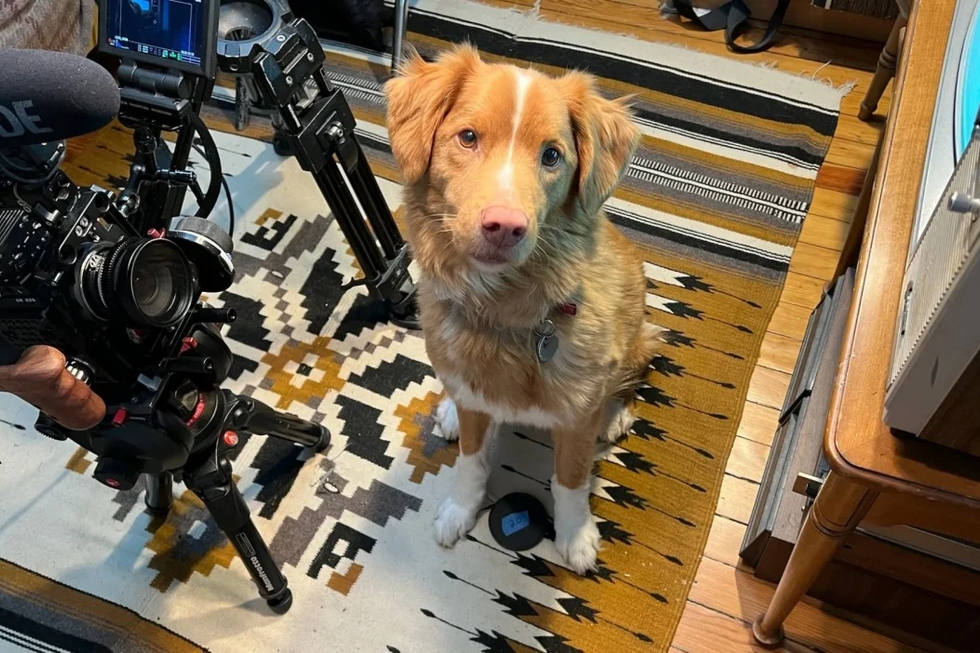 Indy, protagonista do filme de terror 'Good Boy', pede Óscar para atores animais