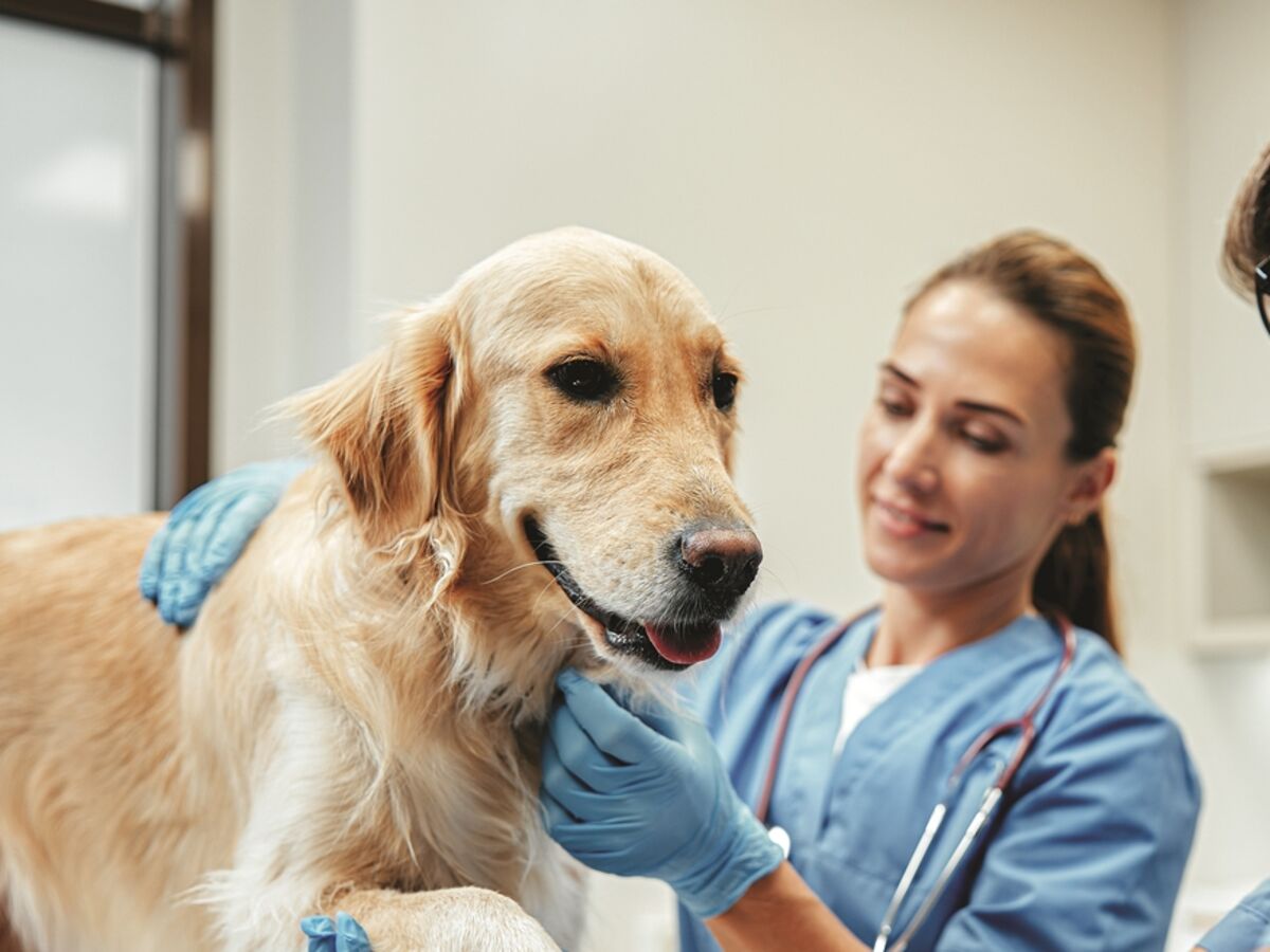 Os animais são  um (grande) negócio