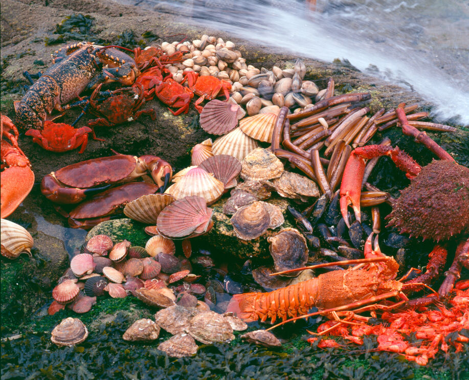 Quem vai à Galiza tem de saborear o marisco