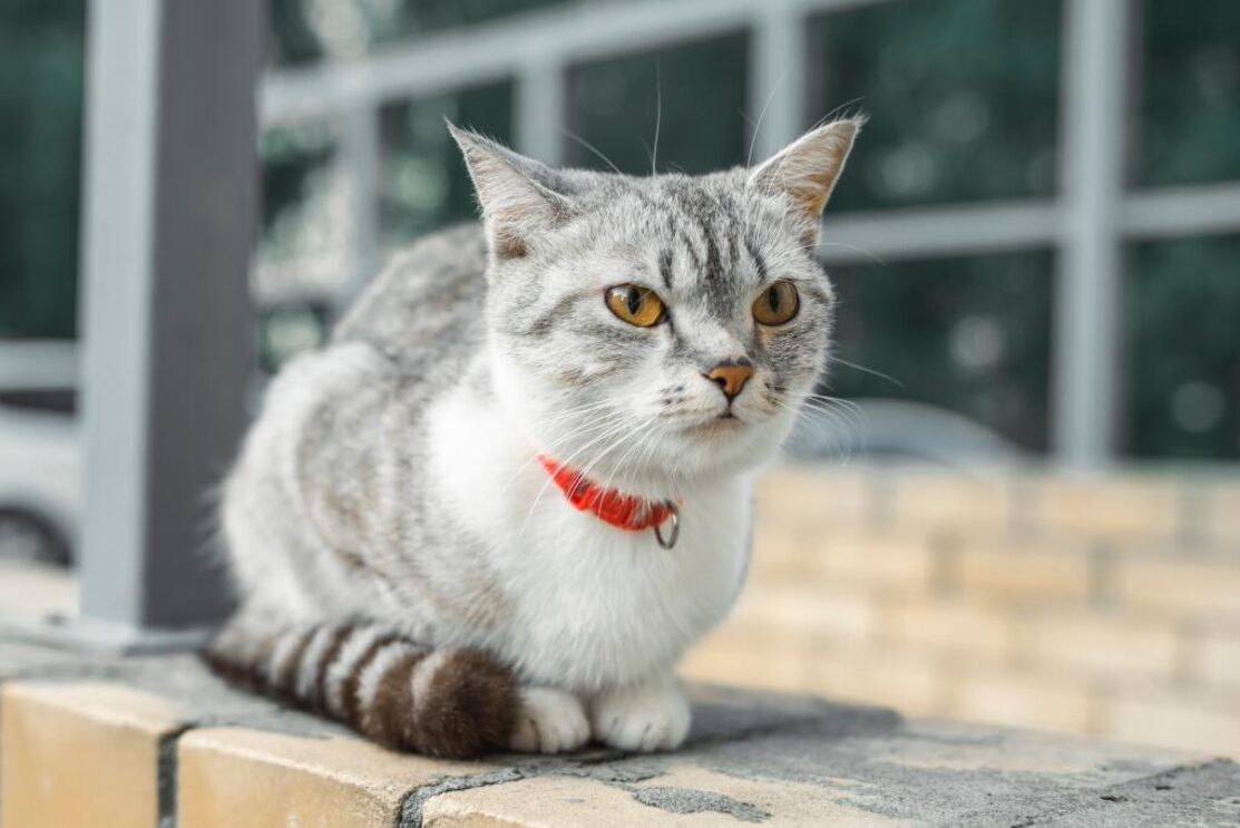 American Wirehair