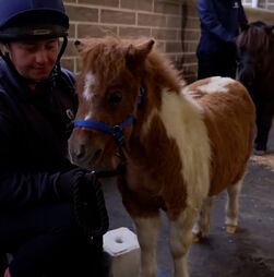 Pónei do tamanho de cão conquista visitantes em centro de resgate no Reino Unido   