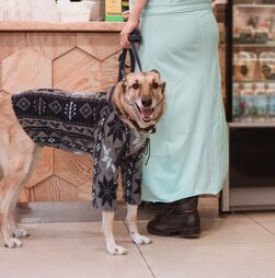 Animais ou modelos? Descubra 5 marcas de moda que vão deixar o seu patudo cheio de estilo